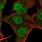 Nicotinamide Riboside Kinase 2 antibody, HPA054792, Atlas Antibodies, Immunofluorescence image 