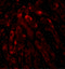 Acyl-CoA Thioesterase 13 antibody, 5257, ProSci, Immunofluorescence image 