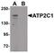 Calcium-transporting ATPase type 2C member 1 antibody, PA5-21126, Invitrogen Antibodies, Western Blot image 