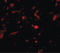 Neudesin Neurotrophic Factor antibody, LS-B4988, Lifespan Biosciences, Immunofluorescence image 