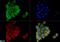 Anterior Gradient 2, Protein Disulphide Isomerase Family Member antibody, NBP1-05936, Novus Biologicals, Immunofluorescence image 