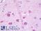 RAB6C, Member RAS Oncogene Family antibody, LS-B9867, Lifespan Biosciences, Immunohistochemistry frozen image 