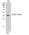 MSL-2 antibody, A03505S363, Boster Biological Technology, Western Blot image 