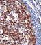 Basic leucine zipper and W2 domain-containing protein 1 antibody, orb77268, Biorbyt, Immunohistochemistry paraffin image 