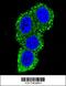 CD28 antibody, 62-568, ProSci, Immunofluorescence image 