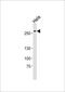 AT-Hook Containing Transcription Factor 1 antibody, PA5-49366, Invitrogen Antibodies, Western Blot image 