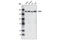 Early Endosome Antigen 1 antibody, 2411S, Cell Signaling Technology, Western Blot image 