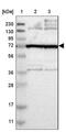 Protein FAM161B antibody, NBP1-88421, Novus Biologicals, Western Blot image 