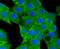 NLR Family Pyrin Domain Containing 3 antibody, NBP2-67639, Novus Biologicals, Immunofluorescence image 