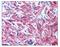 Myosin RLC antibody, AP07594PU-N, Origene, Immunohistochemistry frozen image 