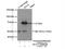 Kinesin Light Chain 2 antibody, 17668-1-AP, Proteintech Group, Immunoprecipitation image 