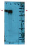 Lysosomal Associated Membrane Protein 2 antibody, AM08170PU-N, Origene, Western Blot image 