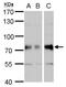 DM1 Protein Kinase antibody, PA5-35873, Invitrogen Antibodies, Western Blot image 