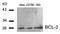 Hsp10 antibody, AP02600PU-N, Origene, Western Blot image 
