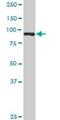 Kinesin Family Member 2C antibody, H00011004-D01P, Novus Biologicals, Western Blot image 