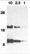 Eotaxin-1 antibody, 1123, ProSci, Western Blot image 