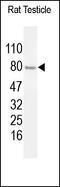 Ubiquitin carboxyl-terminal hydrolase BAP1 antibody, 251709, Abbiotec, Western Blot image 