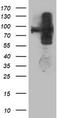 Anaphase Promoting Complex Subunit 2 antibody, TA503406, Origene, Western Blot image 