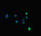 Lon Peptidase 1, Mitochondrial antibody, orb43535, Biorbyt, Immunocytochemistry image 