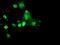 RING1 and YY1-binding protein antibody, NBP2-02009, Novus Biologicals, Immunofluorescence image 
