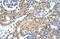 Cholinergic Receptor Nicotinic Beta 2 Subunit antibody, ARP34970_T100, Aviva Systems Biology, Immunohistochemistry frozen image 