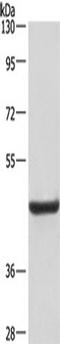 LGP-96 antibody, TA349294, Origene, Western Blot image 