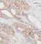 APC Regulator Of WNT Signaling Pathway antibody, FNab00473, FineTest, Immunohistochemistry frozen image 