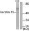 Keratin 15 antibody, TA313116, Origene, Western Blot image 