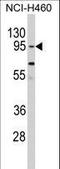 Clock Circadian Regulator antibody, LS-C100214, Lifespan Biosciences, Western Blot image 