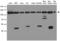 Valosin Containing Protein antibody, LS-C796572, Lifespan Biosciences, Western Blot image 