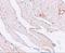 Klotho antibody, A02616, Boster Biological Technology, Immunohistochemistry frozen image 