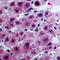 Lpa3 antibody, LS-C353367, Lifespan Biosciences, Immunohistochemistry frozen image 