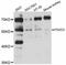 PDZ Domain Containing 3 antibody, abx126343, Abbexa, Western Blot image 