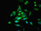 Optic atrophy 3 protein antibody, orb40935, Biorbyt, Immunofluorescence image 