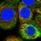 Breast Carcinoma Amplified Sequence 4 antibody, HPA038812, Atlas Antibodies, Immunofluorescence image 