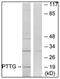 PTTG1 Interacting Protein antibody, AP31754PU-N, Origene, Western Blot image 