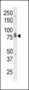 CD218b antibody, 63-648, ProSci, Western Blot image 