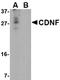Cerebral Dopamine Neurotrophic Factor antibody, LS-C34749, Lifespan Biosciences, Western Blot image 