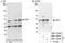 FIP antibody, NBP1-92649, Novus Biologicals, Immunoprecipitation image 