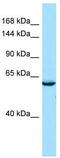 Protein transport protein Sec16B antibody, TA337949, Origene, Western Blot image 