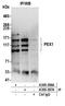 Peroxisome biogenesis factor 1 antibody, A305-386A, Bethyl Labs, Immunoprecipitation image 