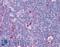 Kinesin-like protein KIF11 antibody, LS-B250, Lifespan Biosciences, Immunohistochemistry frozen image 