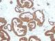 Keratin 18 antibody, V2671IHC-7ML, NSJ Bioreagents, Immunohistochemistry frozen image 
