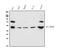 UPF3A Regulator Of Nonsense Mediated MRNA Decay antibody, A08388-2, Boster Biological Technology, Western Blot image 