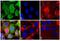 Mouse IgG antibody, 31561, Invitrogen Antibodies, Immunofluorescence image 