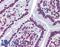 Prominin-2 antibody, LS-A9927, Lifespan Biosciences, Immunohistochemistry paraffin image 