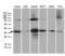 Serine/threonine-protein phosphatase 4 catalytic subunit antibody, LS-C792386, Lifespan Biosciences, Western Blot image 