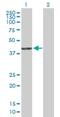 Pyridoxal-dependent decarboxylase domain-containing protein 2 antibody, H00283970-B01P, Novus Biologicals, Western Blot image 