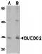 CUE Domain Containing 2 antibody, TA306660, Origene, Western Blot image 