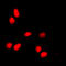Histone H3 antibody, LS-C354334, Lifespan Biosciences, Immunofluorescence image 